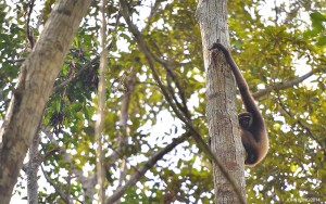 Trans Borneo Expedition 2014         